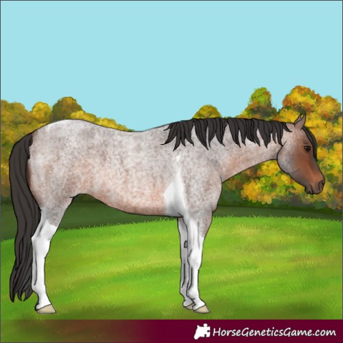 Horse Color:Brown Roan Tobiano 