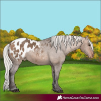 Horse Color:Silver Brown Dun Appaloosa 