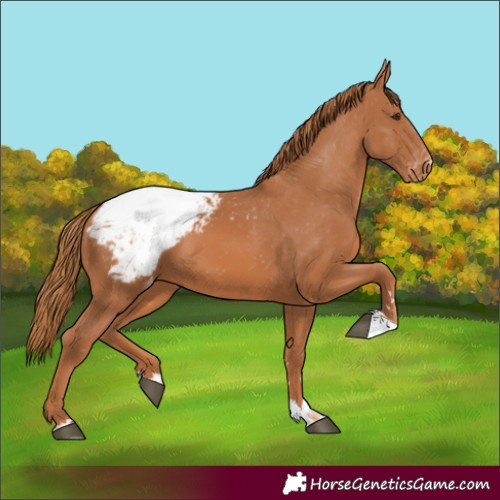 Horse Color:Chestnut Appaloosa