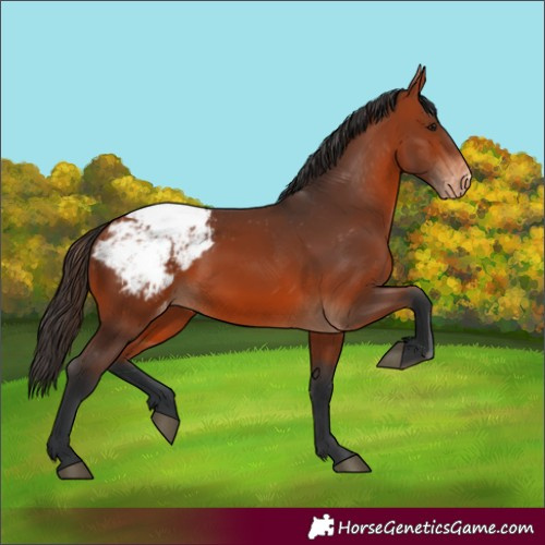 Horse Color:Bay Appaloosa 