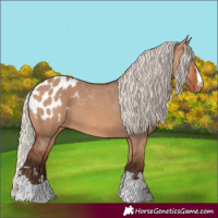 Horse Color:Silver Brown Dun Appaloosa 