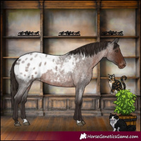 Horse Color:Liver Red Roan Appaloosa 