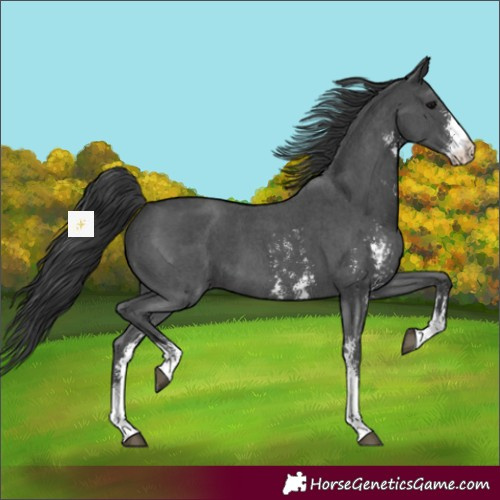 Horse Color:Black Sabino 