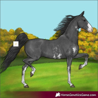 Horse Color:Black Sabino