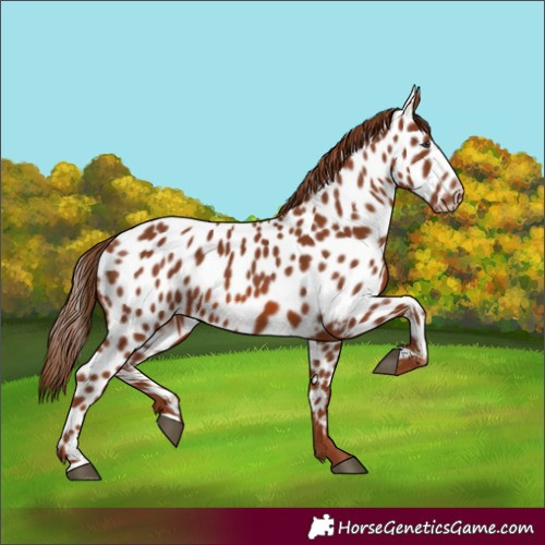 Horse Color:Chestnut Appaloosa