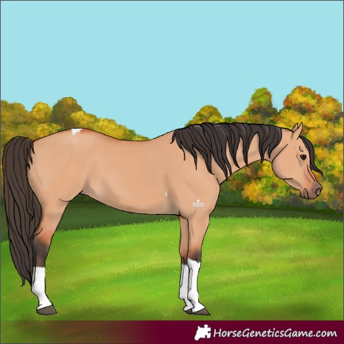 Horse Color:Bay Dun Tobiano 