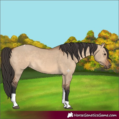 Horse Color:Bay Dun Tobiano 
