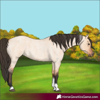 Horse Color:Bay Roan Dun Tobiano