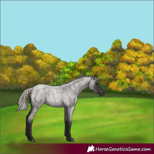 Horse Color:Silver Brown Roan 
