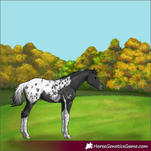 Horse Color:Black Tobiano Appaloosa 