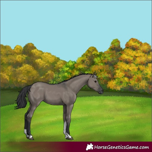 Horse Color:Grullo Tobiano