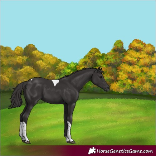 Horse Color:Smoky Black Tobiano 