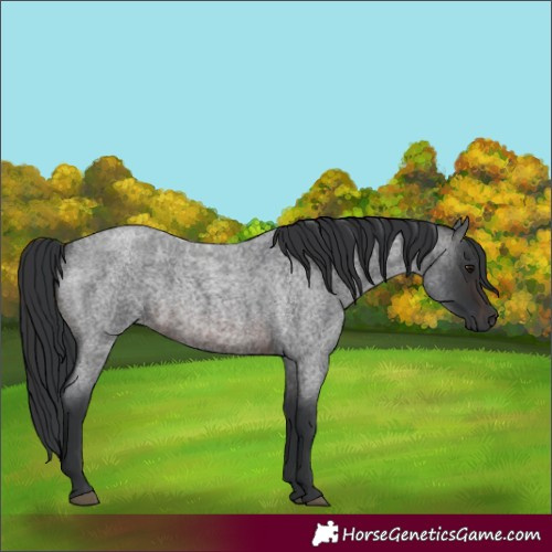 Horse Color:Brown Roan