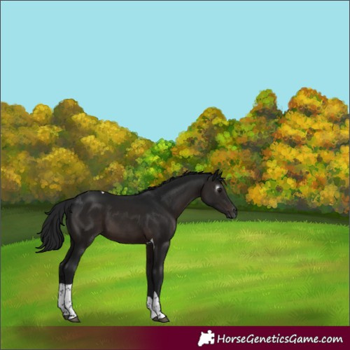 Horse Color:Gray Brown Tobiano 