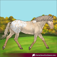 Horse Color:Red Dun Appaloosa 
