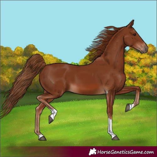 Horse Color:Chestnut Tobiano 