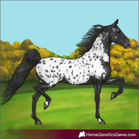 Horse Color:Black Appaloosa