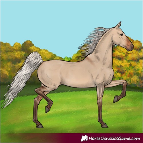 Horse Color:Silver Bay Dun 