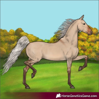Horse Color:Silver Bay Dun