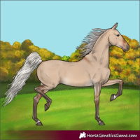 Horse Color:Silver Bay Dun