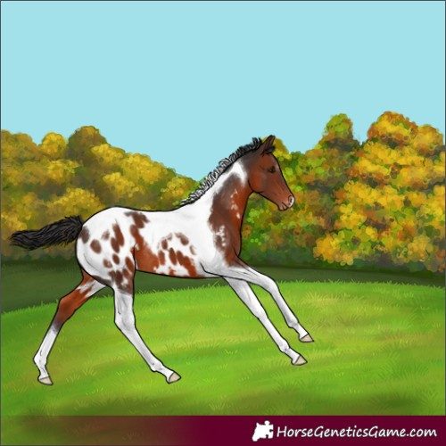 Horse Color:Brown Tobiano Near Leopard 