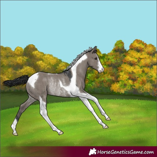 Horse Color:Grullo Tobiano Rabicano 