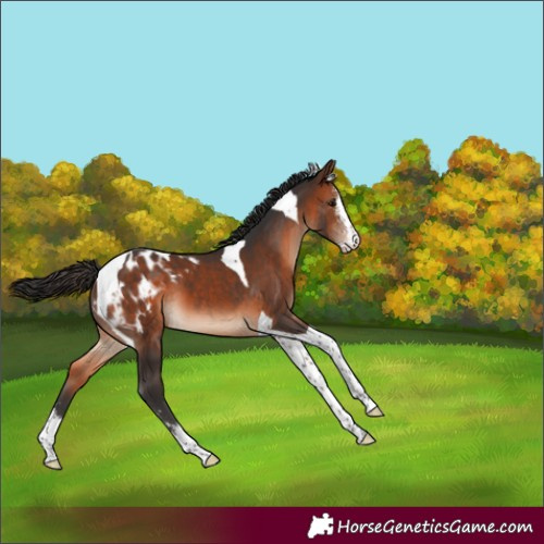 Horse Color:Brown Sabino Tobiano Appaloosa 