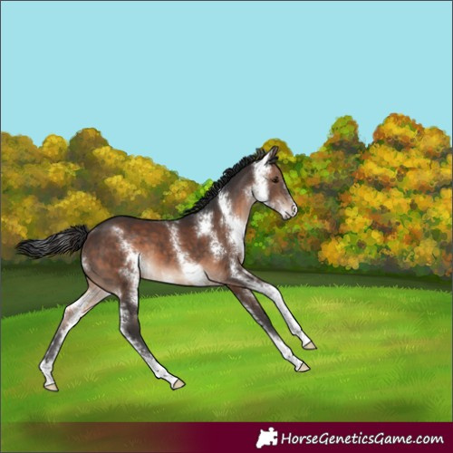 Horse Color:Brown Sabino 