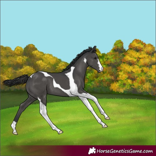 Horse Color:Black Tobiano 