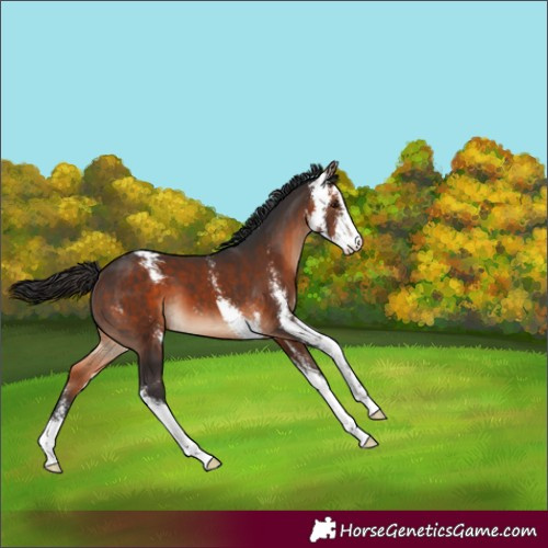 Horse Color:Brown Sabino 