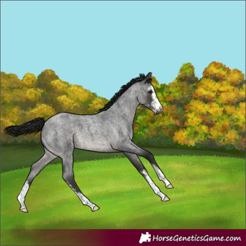 Horse Color:Gray Blue Roan Sabino 