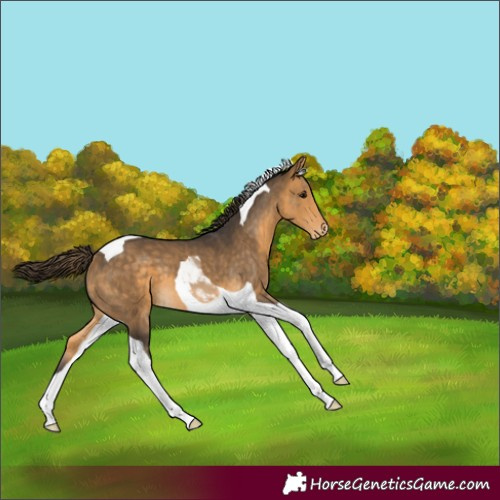 Horse Color:Buckskin Tobiano Varnish 
