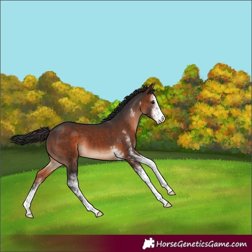Horse Color:Brown Sabino 