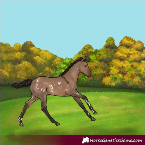 Horse Color:White Spotted Liver Red Dun Rabicano 