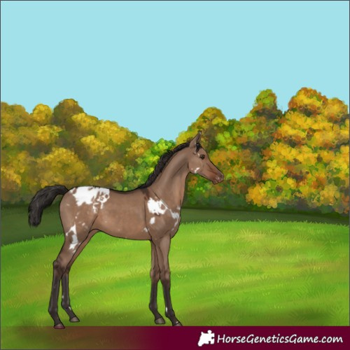 Horse Color:White Spotted Liver Red Dun Varnish 