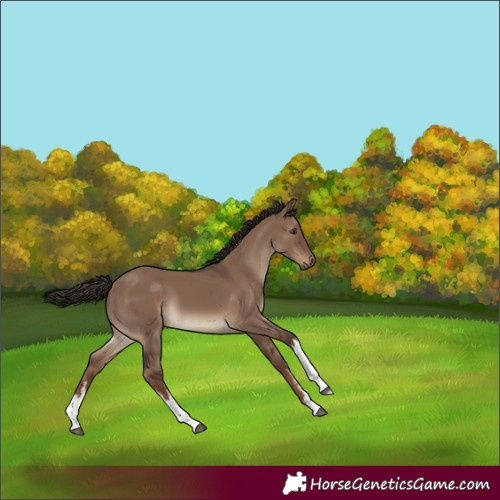 Horse Color:White Spotted Liver Red Dun 