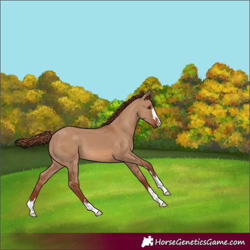 Horse Color:Red Dun 