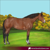Horse Color:Bay Sabino Rabicano  and Bay Sabino Rabicano 