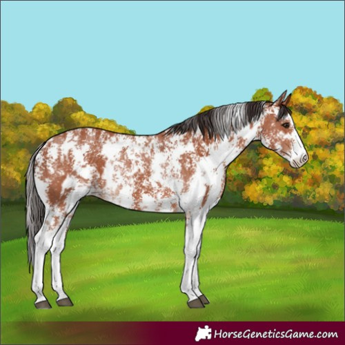 Horse Color:Bay Sabino Rabicano  and Bay Sabino Rabicano 