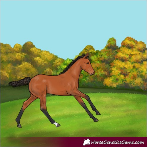 Horse Color:Bay 