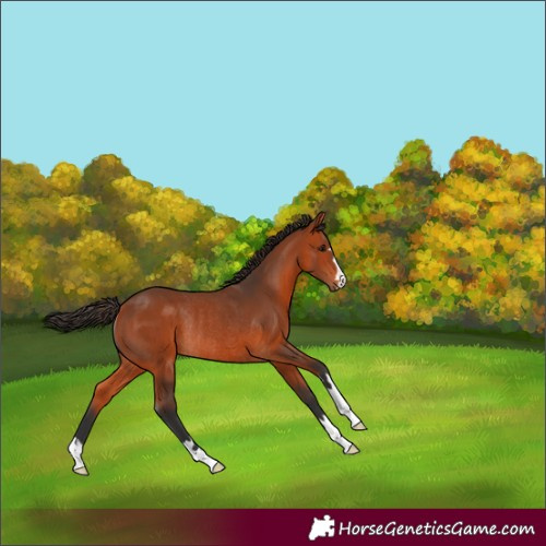 Horse Color:Bay Rabicano 