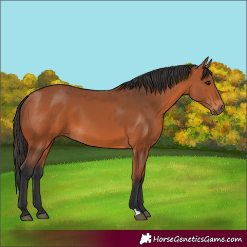 Horse Color:Bay 