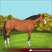 Horse Color:Bay 