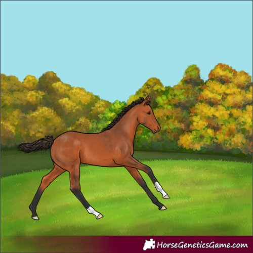 Horse Color:Bay 