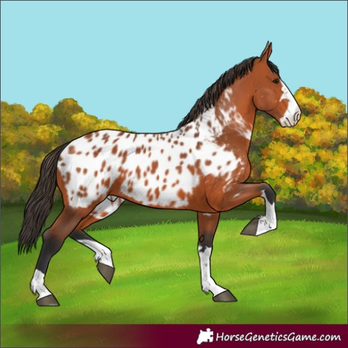 Horse Color:Bay Appaloosa 