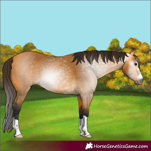 Horse Color:Gray Buckskin 