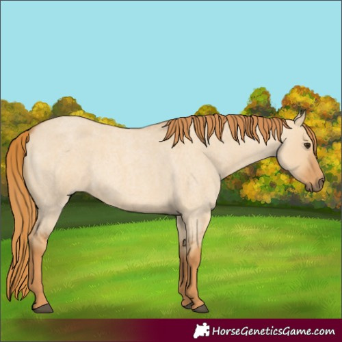 Horse Color:Red Dun Roan 