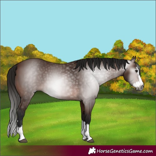 Horse Color:Gray Bay Splash 