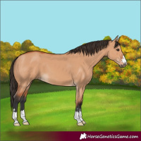 Horse Color:Bay Dun 