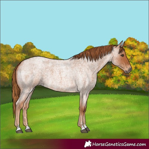 Horse Color:Red Roan 